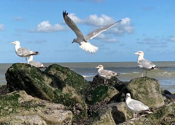 Tatil Evi Maison Nausikaa